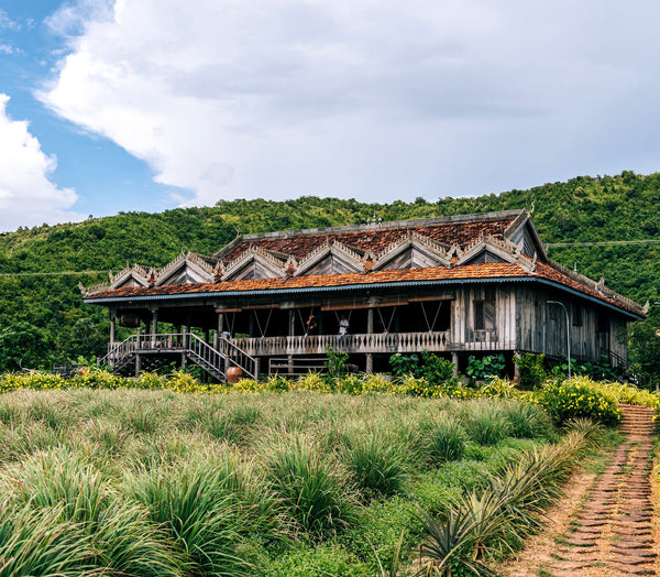 Kampot : la renaissance du poivre Cambodgien